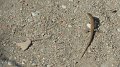 Lizard 8